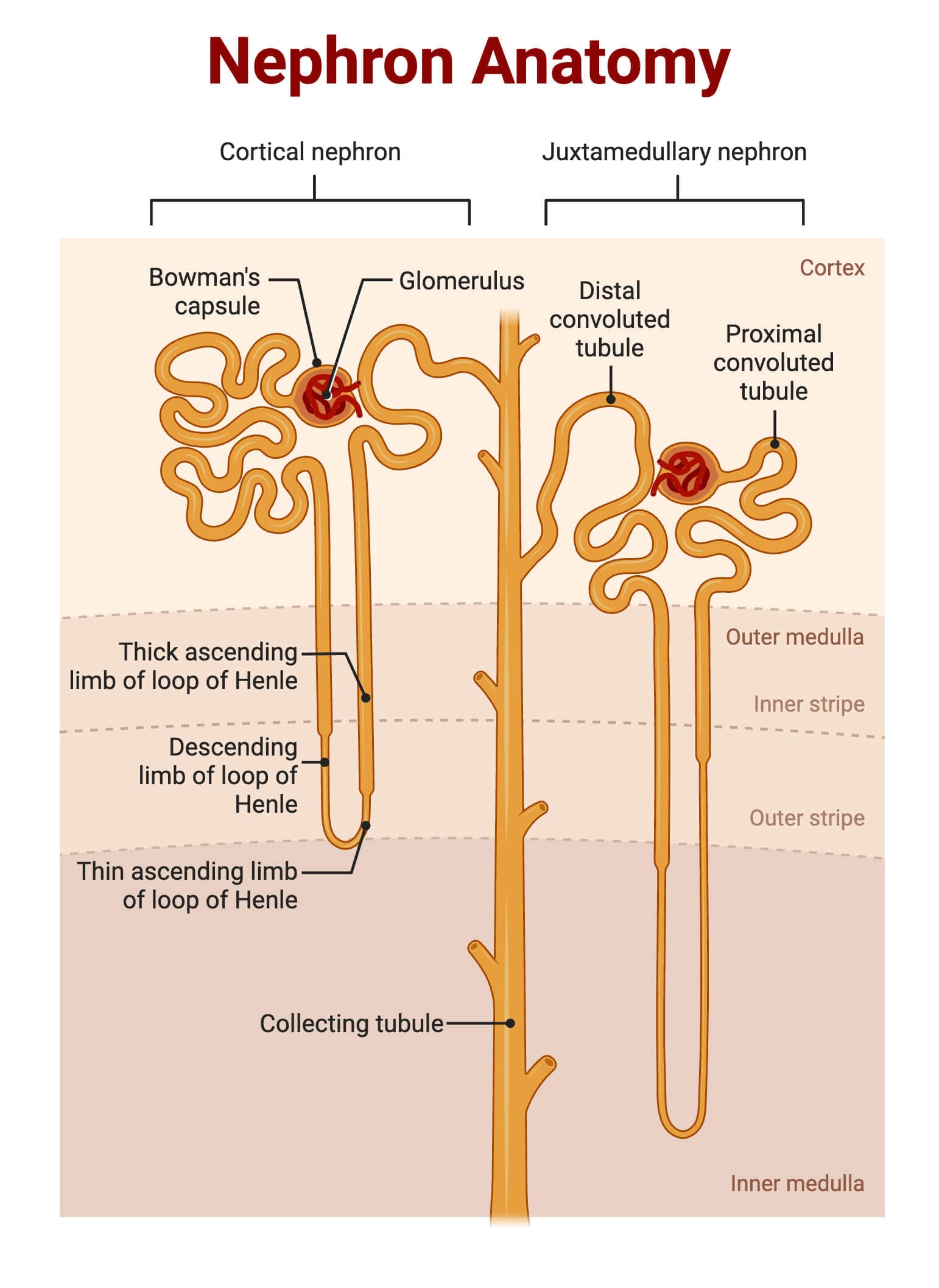 Nephron Anatomy Nephron Anatomy