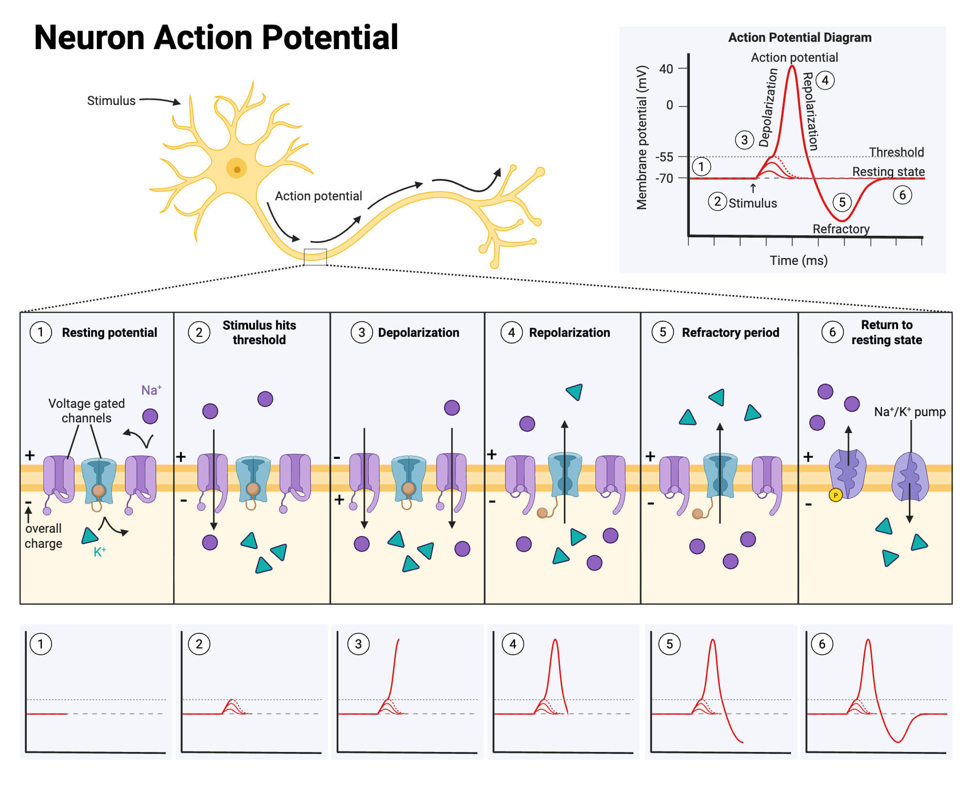 Neuron Action Potential Neuron Action Potential
