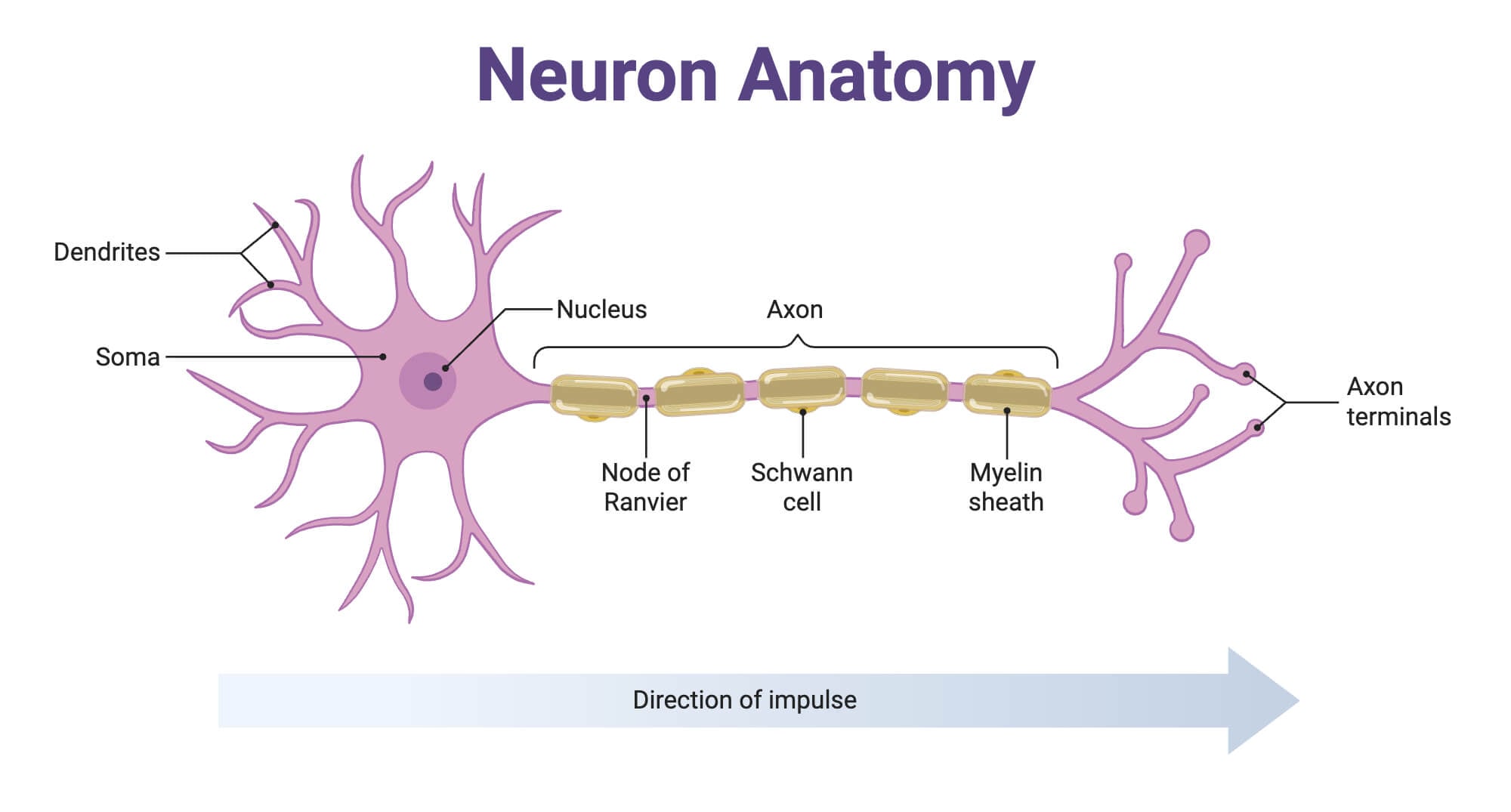 Neuron Anatomy Neuron Anatomy