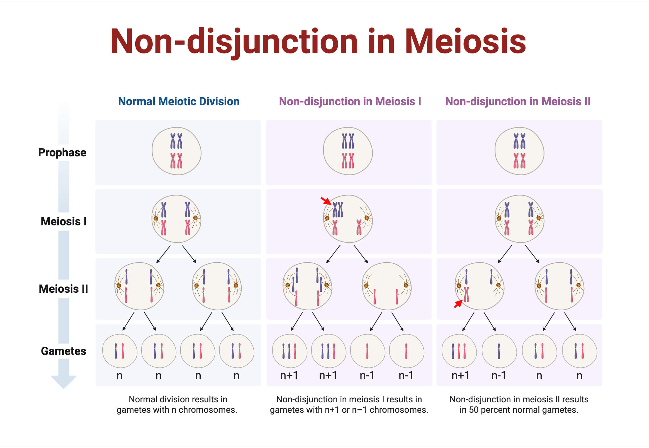 Non disjunction in Meiosis Non-disjunction in Meiosis