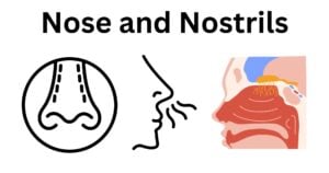 Nose and Nostrils Nose and Nostrils