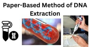 Paper Based Method of DNA Extraction Paper-Based Method of DNA Extraction