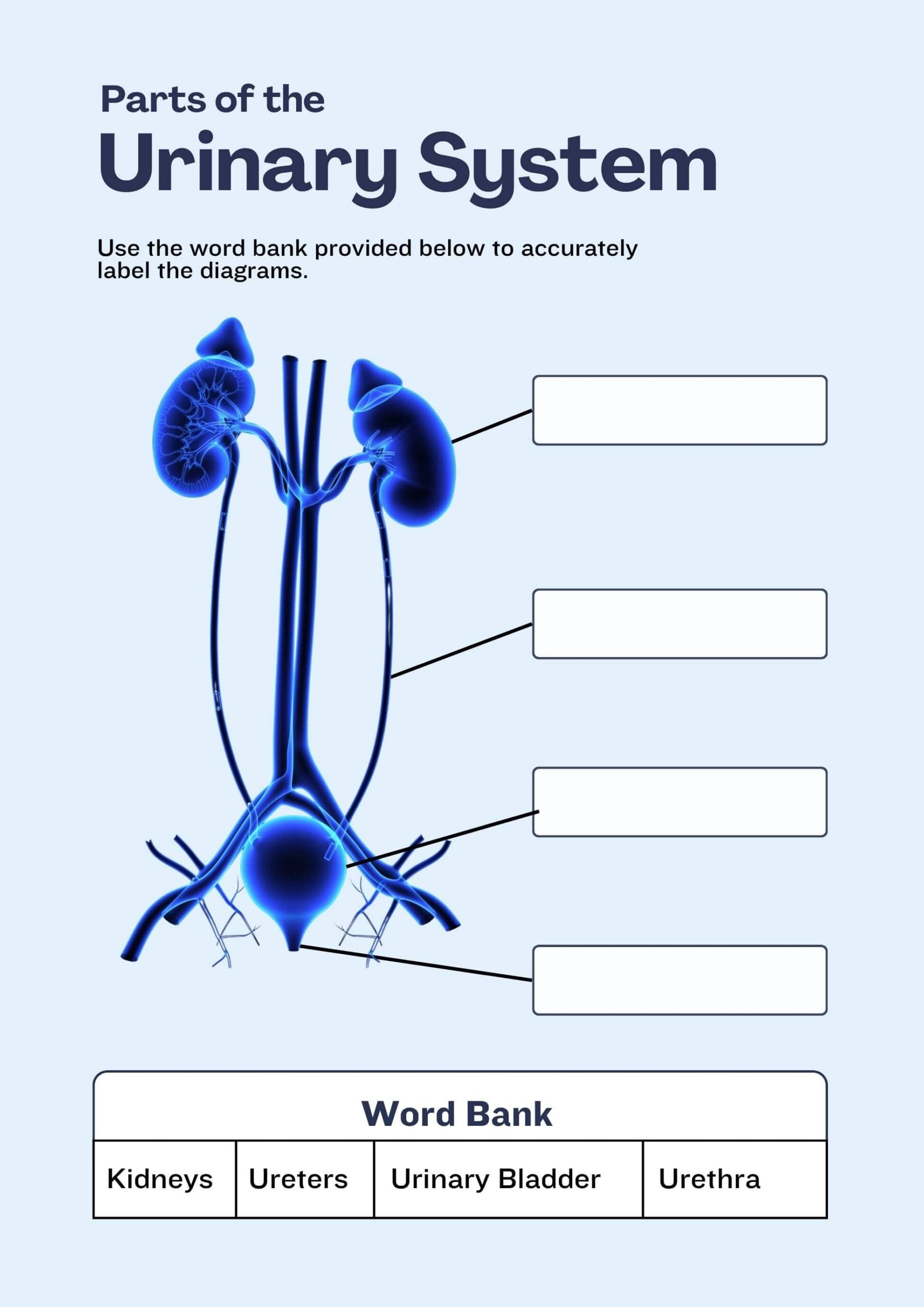 Parts of the Urinary System Worksheet scaled Parts of the Urinary System Worksheet