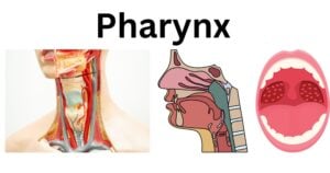 Pharynx Pharynx