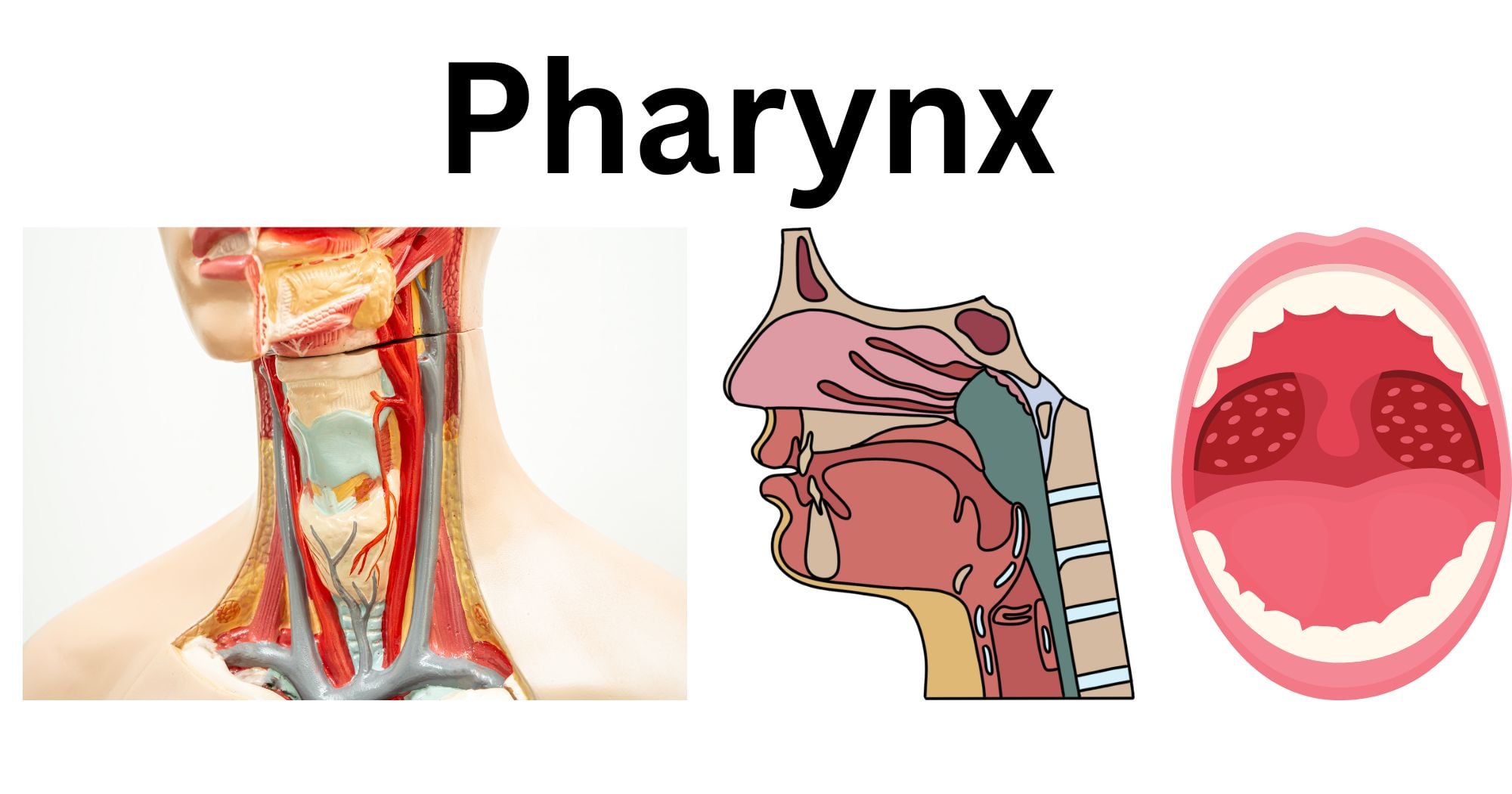 Pharynx