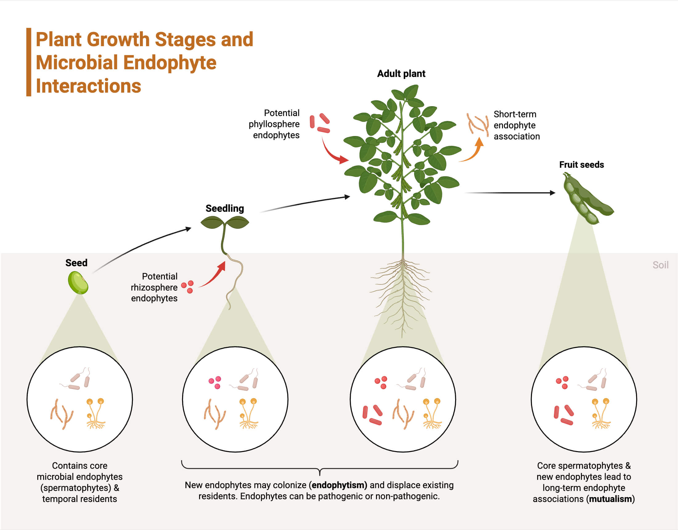 Plant Growth Stages and Microbial Endophyte Interactions Plant Growth Stages and Microbial Endophyte Interactions