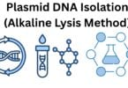 Plasmid DNA Isolation Alkaline Lysis Method Plasmid DNA Isolation (Alkaline Lysis Method)