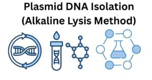 Plasmid DNA Isolation Alkaline Lysis Method Plasmid DNA Isolation (Alkaline Lysis Method)
