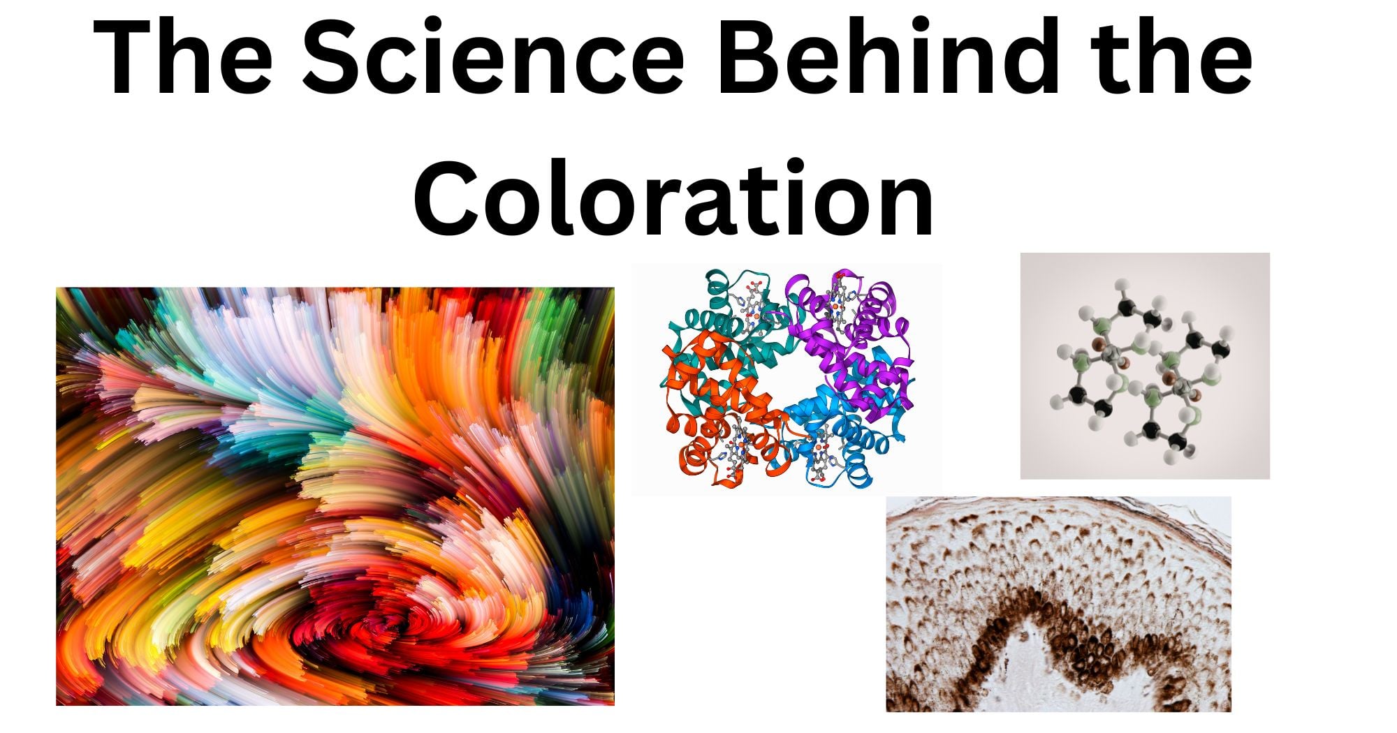 Polarizing Microscope 1 The Science Behind the Coloration of Living Organisms