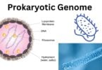 Prokaryotic Genome Prokaryotic Genome