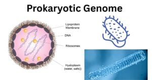 Prokaryotic Genome Prokaryotic Genome