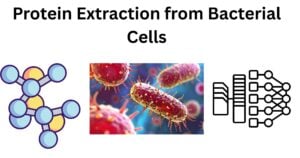 Protein Extraction from Bacterial cells Protein extraction from bacterial cells
