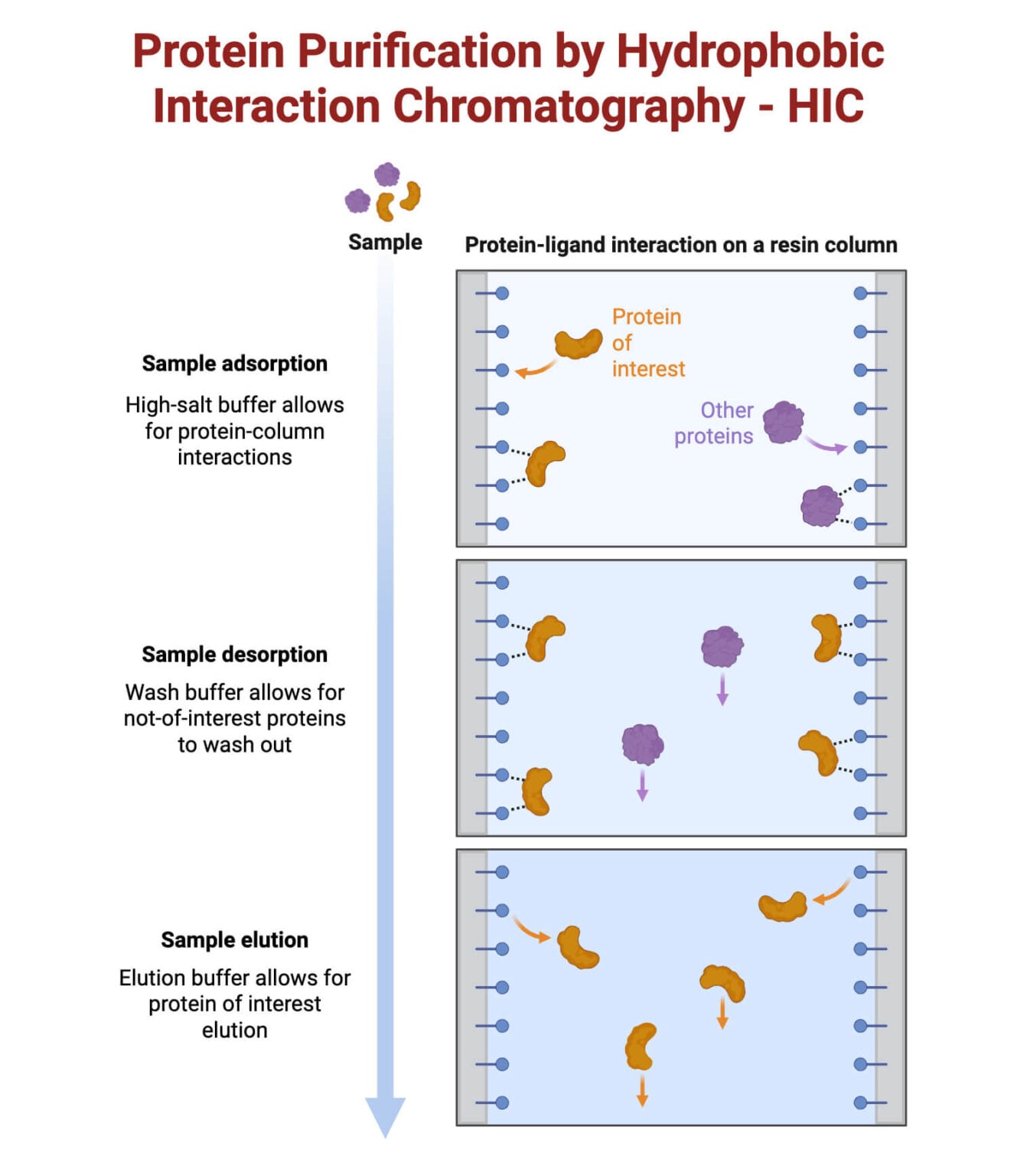 Hydrophobic Interaction Chromatography (HIC)