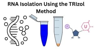RNA Isolation Using the TRIzol Method RNA Isolation Using the TRIzol Method