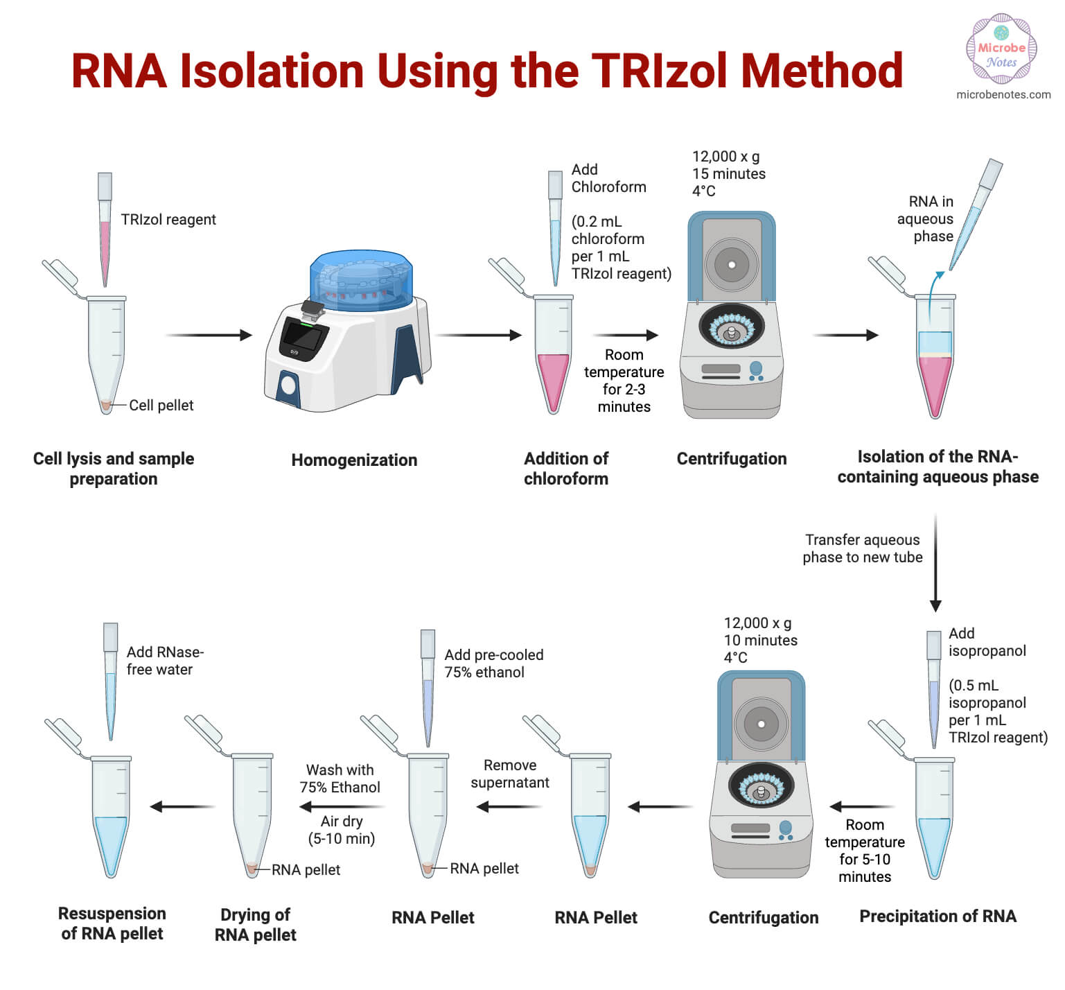 RNA Isolation Using the TRIzol Method Steps RNA Isolation Using the TRIzol Method Steps