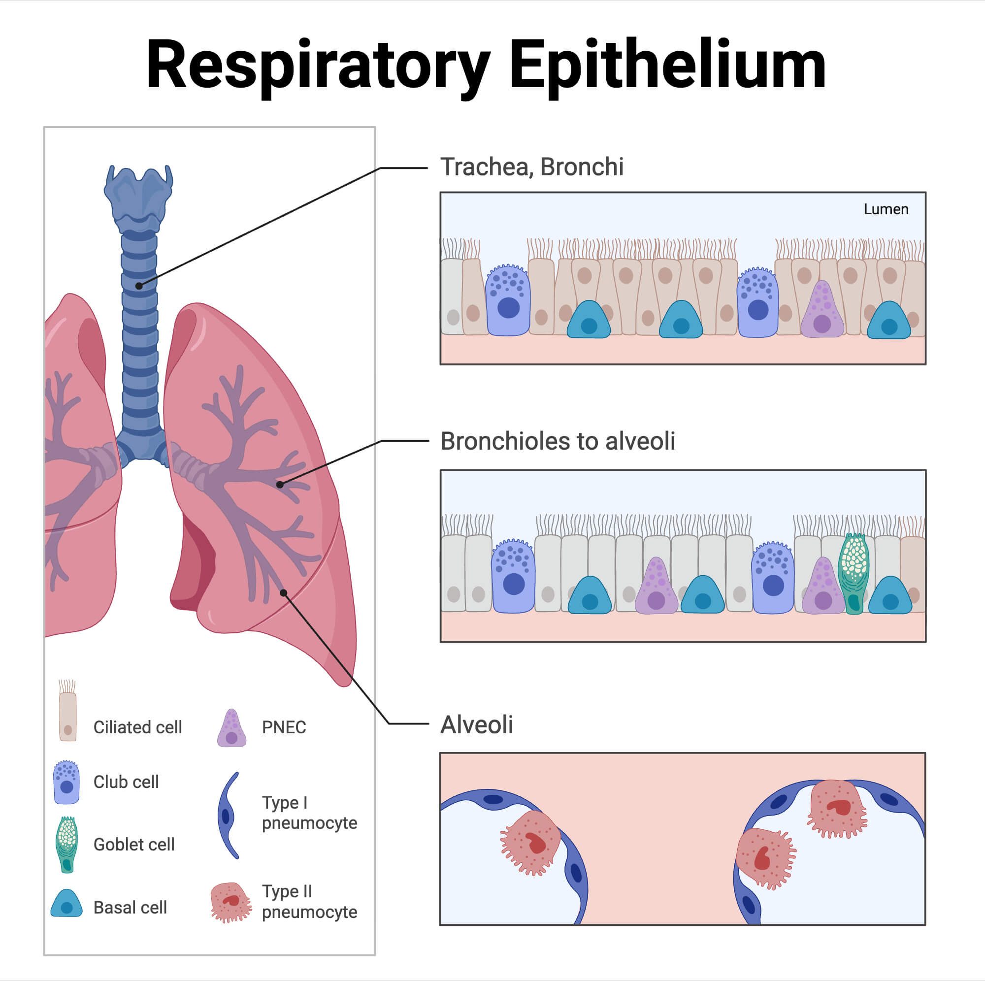 Respiratory Epithelium Respiratory Epithelium