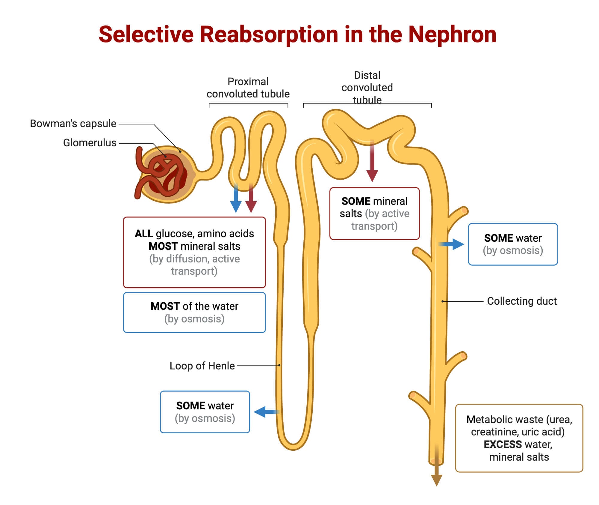Selective Reabsorption in the Nephron Selective Reabsorption in the Nephron