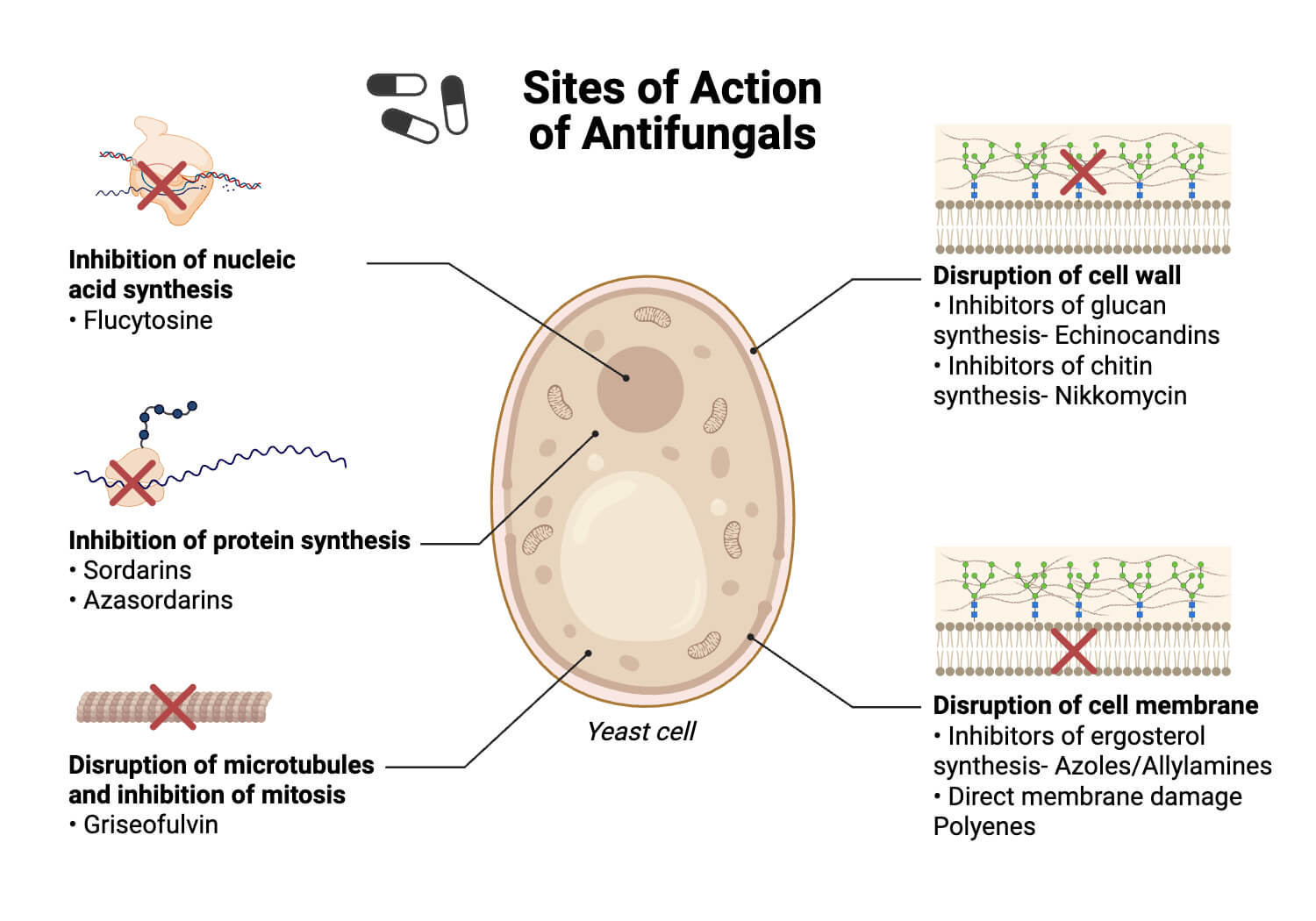 Sites of Action of Antifungals Sites of Action of Antifungals