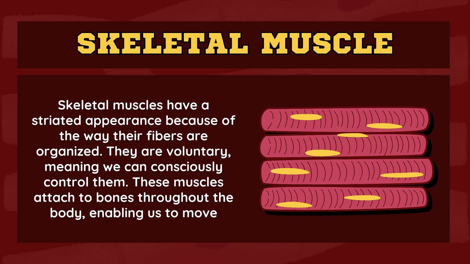 Skeletal Muscle Skeletal Muscles