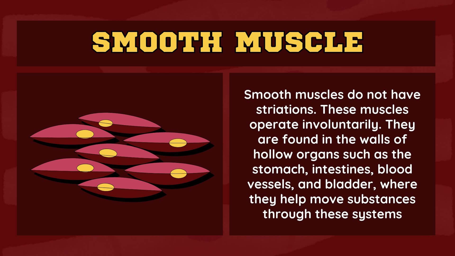 Smooth Muscle Smooth Muscle