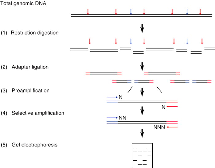 Steps of Amplified Fragment Length Polymorphism PCR Steps of Amplified Fragment Length Polymorphism PCR