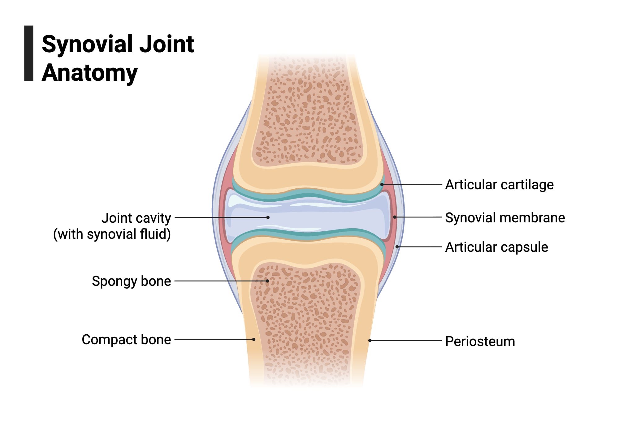 Synovial Joint Anatomy Synovial Joint Anatomy