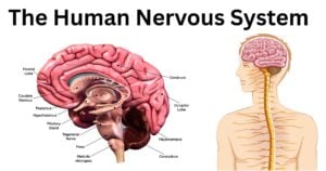 The Human Nervous System The Human Nervous System