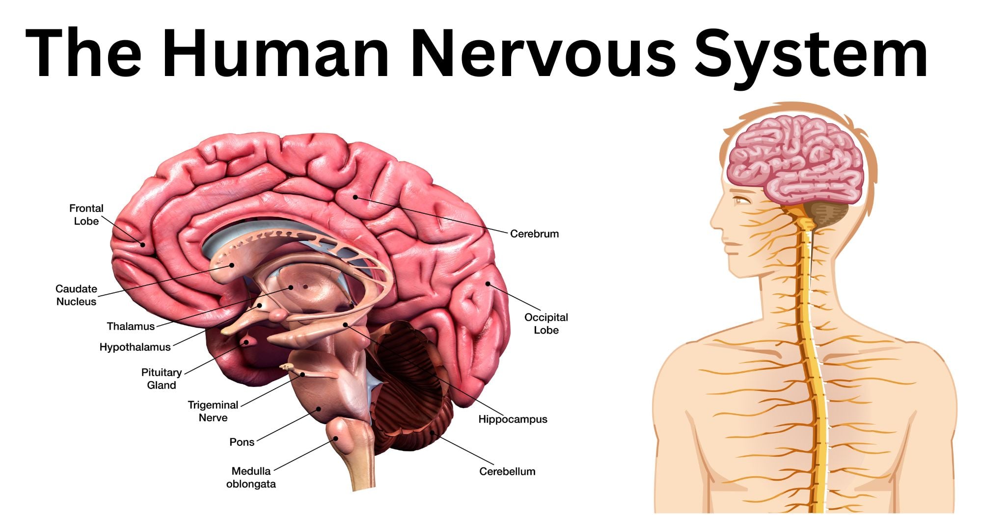 The Human Nervous System The Human Nervous System