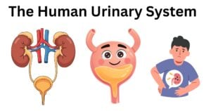The Human Urinary System The Human Urinary System