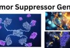 Tumor Suppressor Genes Tumor Suppressor Genes