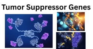 Tumor Suppressor Genes Tumor Suppressor Genes