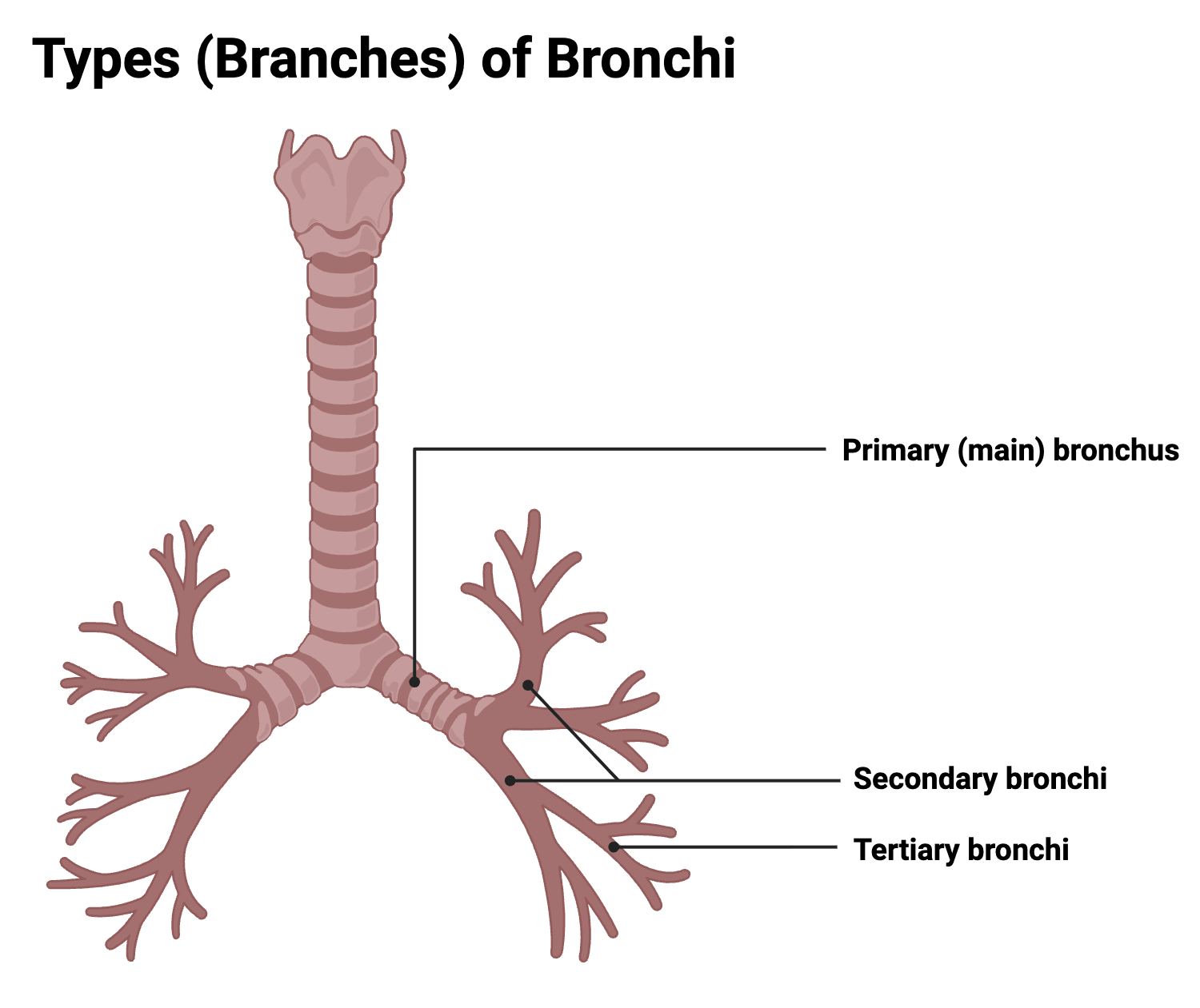 Types Branches of Bronchi Types (Branches) of Bronchi