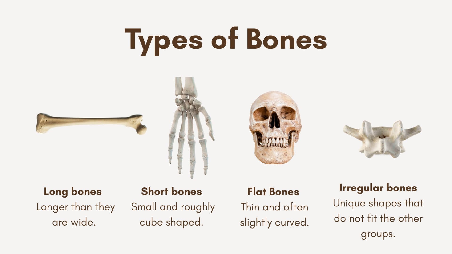 Types of Bones in the Human Body Types of Bones in the Human Body