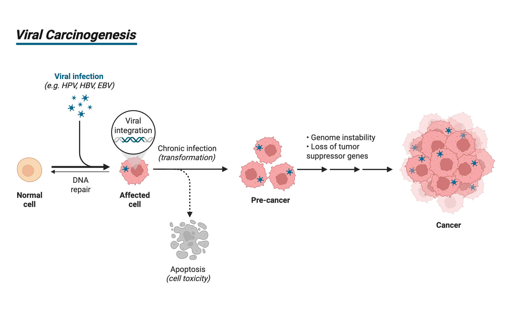Viral Carcinogenesis Viral Carcinogenesis