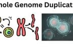 Whole Genome Duplication Whole Genome Duplication
