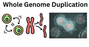 Whole Genome Duplication Whole Genome Duplication