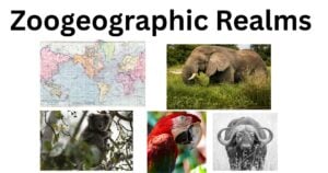 Zoogeographic realms 1 Zoogeographic realms