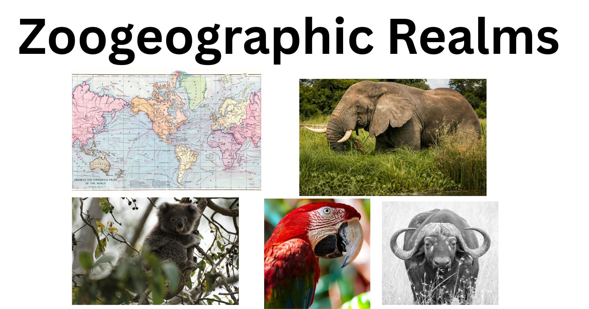 Zoogeographic realms 1 Zoogeographic Realms