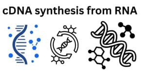 cDNA synthesis from RNA cDNA synthesis from RNA