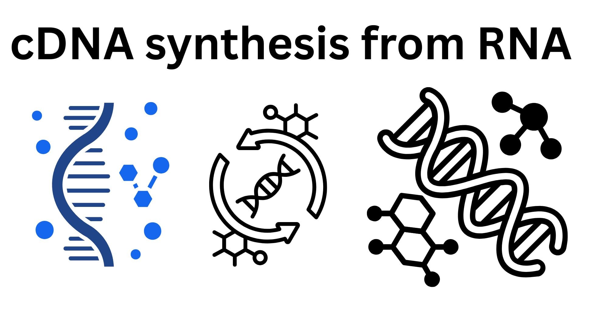 cDNA synthesis from RNA cDNA synthesis from RNA