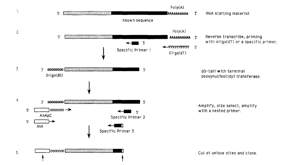 image 1 Anchored PCR of oligo(dG)-tailed DNA