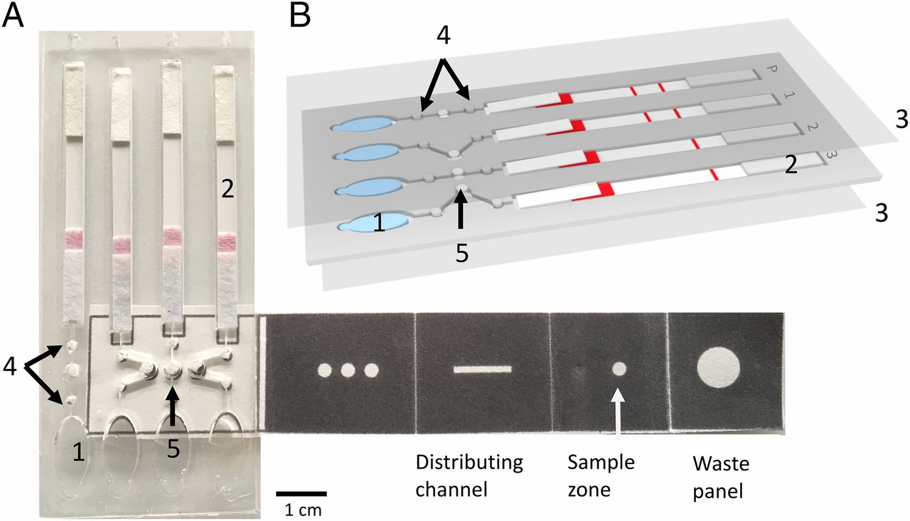 image 108 Paper-based microfluidic device for DNA diagnostics