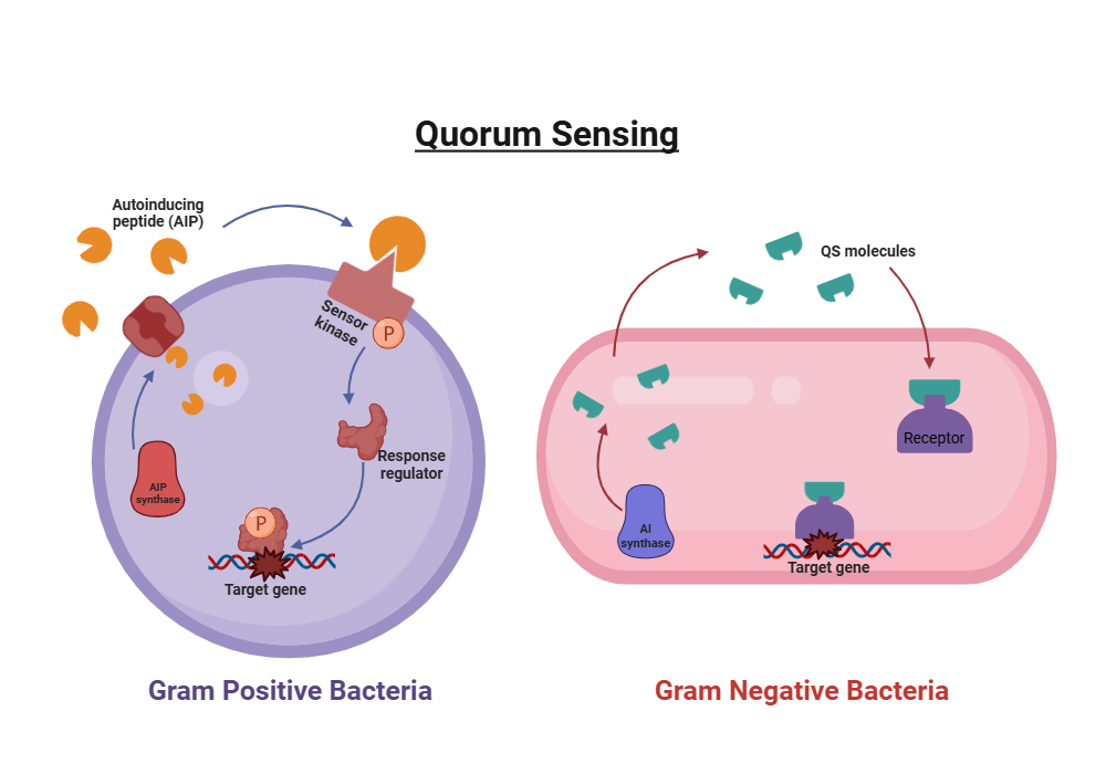 image 123 Quorum Sensing in Gram-positive and Gram-negative bacteria