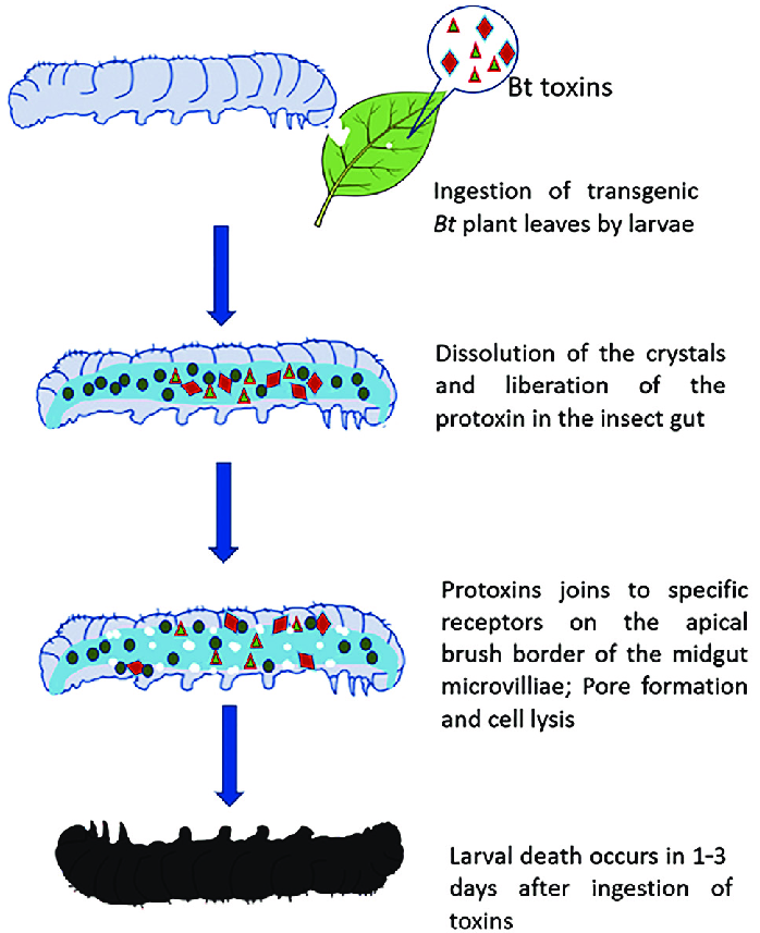 image 127 Mode of Action of Bt Toxins