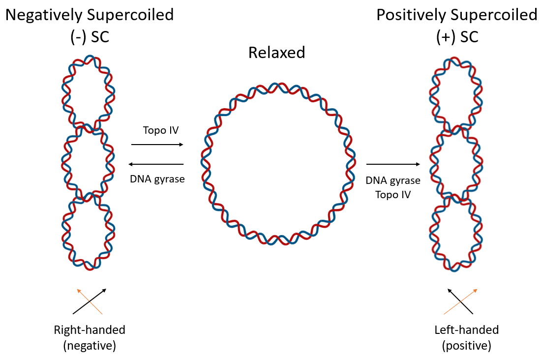 image 128 DNA Supercoiling