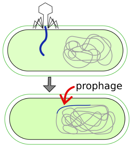 image 129 Formation of Prophage after phage infection