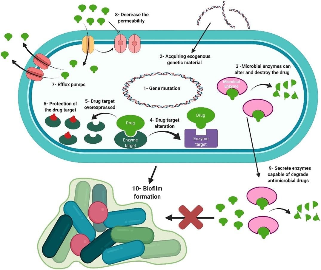image 13 Mechanism of Antimicrobial Resistance