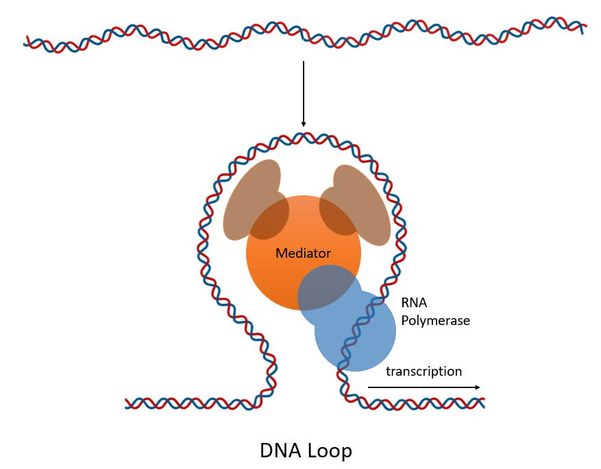 image 130 DNA Loops