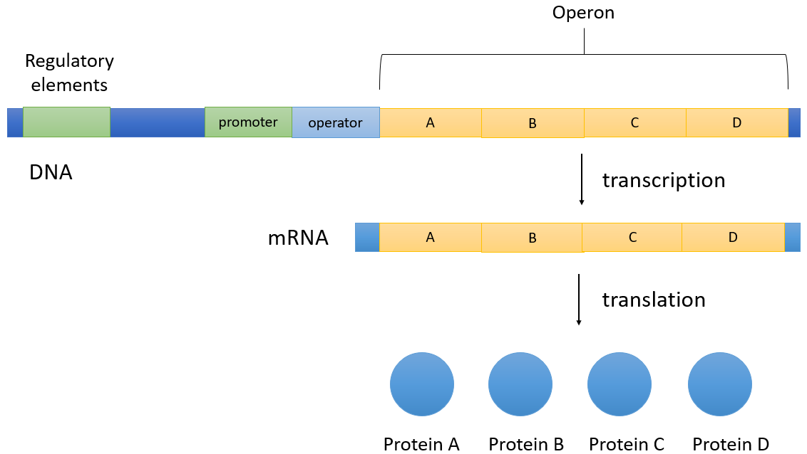 image 131 Mechanism of Operon