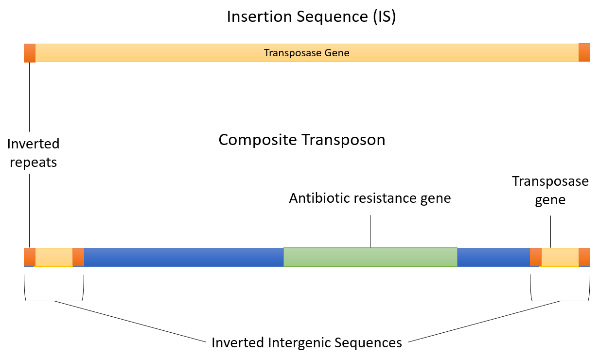 image 132 Insertion sequence (IS) and Composite Transposon
